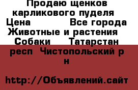 Продаю щенков карликового пуделя › Цена ­ 2 000 - Все города Животные и растения » Собаки   . Татарстан респ.,Чистопольский р-н
